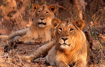 Tanzania: Ten Lions Found Dead In Suspected Poisoning