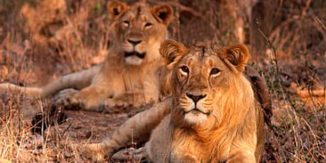 Tanzania: Ten Lions Found Dead In Suspected Poisoning