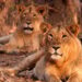 Tanzania: Ten Lions Found Dead In Suspected Poisoning